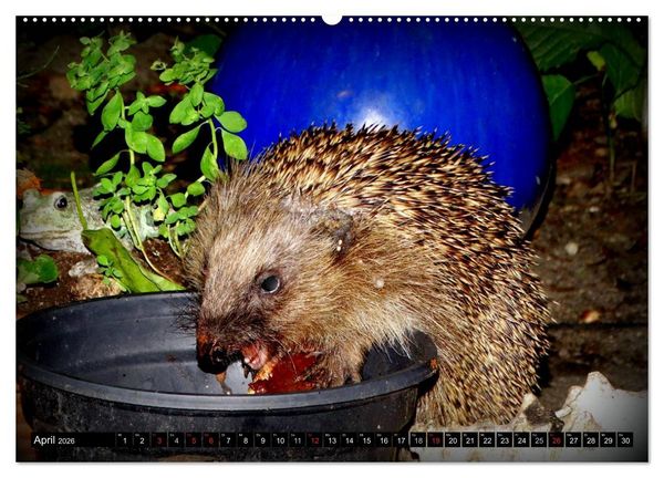Produktbild: Meine Igel (Wandkalender 2026 DIN A2 quer), CALVENDO Monatskalender