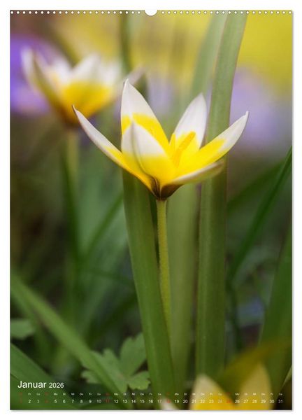 Produktbild: NATUR PUR Kleine Blumen am Wegesrand (Wandkalender 2026 DIN A2 hoch), CALVENDO Monatskalender