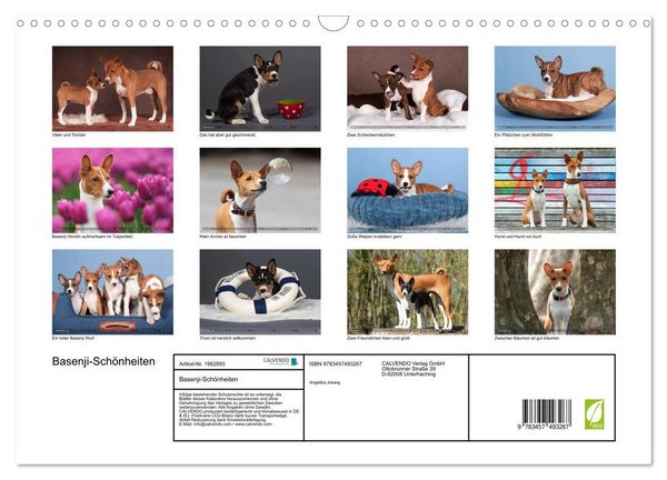 Produktbild: Basenji-Sch&ouml;nheiten (Wandkalender 2026 DIN A3 quer), CALVENDO Monatskalender