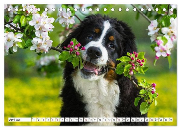 Produktbild: Faszinierende Sch&ouml;nheit Berner Sennenhund (Tischkalender 2026 DIN A5 quer), CALVENDO Monatskalender