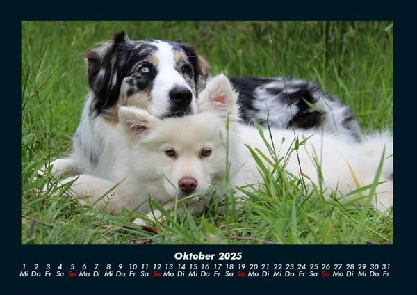 Produktbild: Hunde 2025 Fotokalender DIN A4