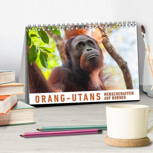 Produktbild: Orang-Utans Menschenaffen auf Borneo (Tischkalender 2026 DIN A5 quer), CALVENDO Monatskalender