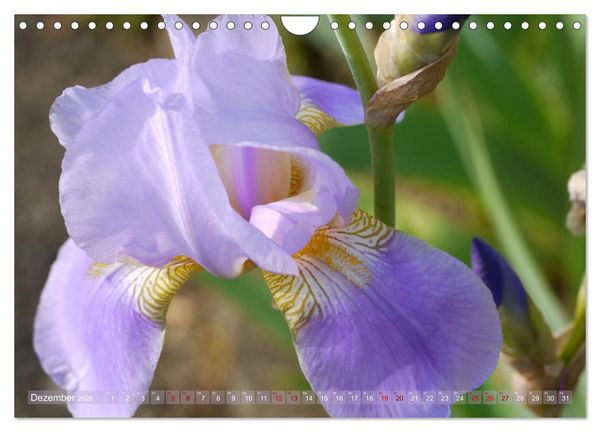 Produktbild: Iris - mond&auml;ne Gartensch&ouml;nheit (Wandkalender 2026 DIN A4 quer), CALVENDO Monatskalender