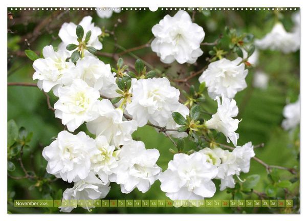 Produktbild: Wei&szlig;e Fr&uuml;hlingsbl&uuml;ten (Wandkalender 2026 DIN A2 quer), CALVENDO Monatskalender