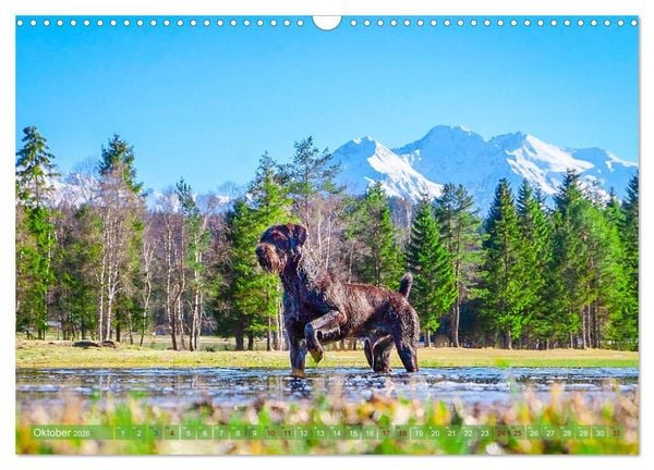 Produktbild: Deutsch Drahthaar - Ein Jahr mit Max (Wandkalender 2026 DIN A3 quer), CALVENDO Monatskalender