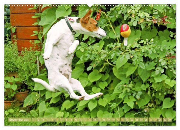Produktbild: Jack Russell Terrier: flink und verspielt (Wandkalender 2026 DIN A2 quer), CALVENDO Monatskalender