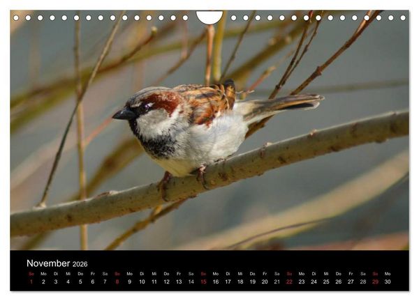 Produktbild: Freche Spatzen (Wandkalender 2026 DIN A4 quer), CALVENDO Monatskalender