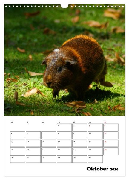 Produktbild: Meerschweinchen Terminplaner (Wandkalender 2026 DIN A3 hoch), CALVENDO Monatskalender