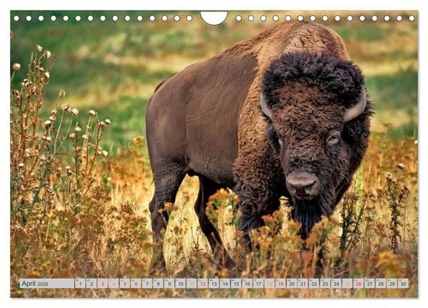 Produktbild: Bison und Wisent - Riesen mit unb&auml;ndiger Kraft (Wandkalender 2026 DIN A4 quer), CALVENDO Monatskalender