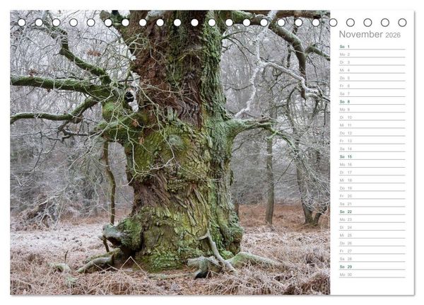 Produktbild: Im Deutschen Wald 2026 - ein Notizkalender (Tischkalender 2026 DIN A5 quer), CALVENDO Monatskalender