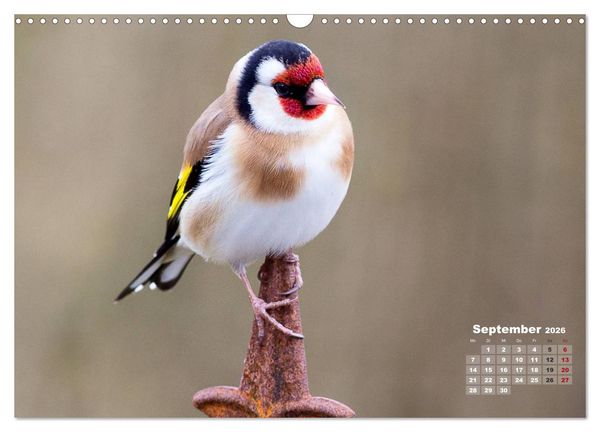 Produktbild: NATUR PUR - Singv&ouml;gel ganz nah (Wandkalender 2026 DIN A3 quer), CALVENDO Monatskalender