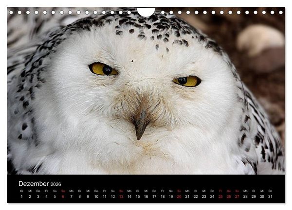 Produktbild: Greifv&ouml;gel (Wandkalender 2026 DIN A4 quer), CALVENDO Monatskalender