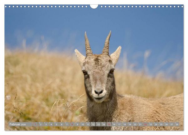 Produktbild: Steinwild am Pilatus (Wandkalender 2026 DIN A3 quer), CALVENDO Monatskalender