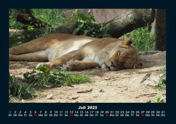 Produktbild: L&ouml;wen in der Wildnis 2025 Fotokalender DIN A4