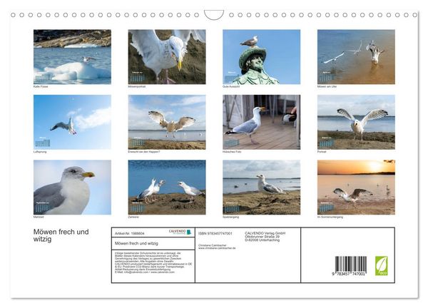 Produktbild: M&ouml;wen frech und witzig (Wandkalender 2026 DIN A3 quer), CALVENDO Monatskalender