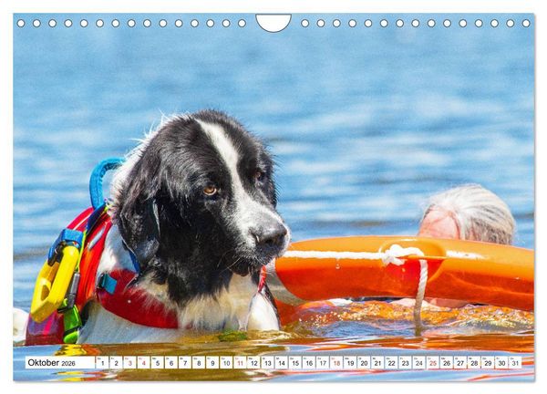Produktbild: Landseer - Ein starker Freund auf 4 Pfoten (Wandkalender 2026 DIN A4 quer), CALVENDO Monatskalender