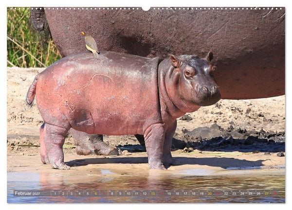 Produktbild: Hippos - Begegnungen in Afrika (hochwertiger Premium Wandkalender 2027 DIN A2 quer), Kunstdruck in Hochglanz