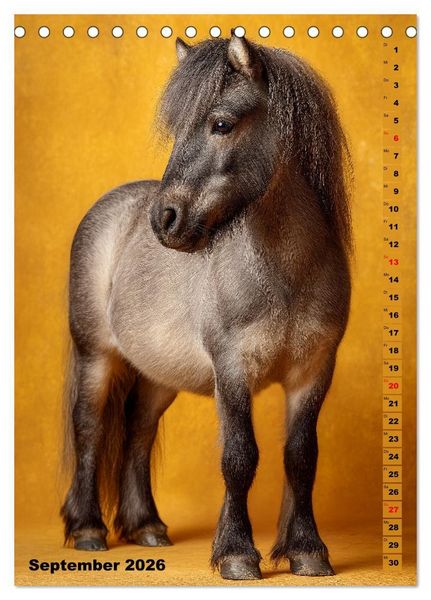 Produktbild: Das Leben ist ein Ponyhof - Zwergponys im Studiolicht (Tischkalender 2026 DIN A5 hoch), CALVENDO Monatskalender