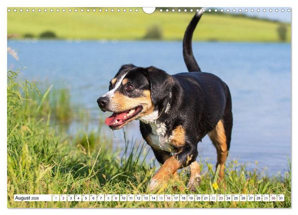 Produktbild: Mein bester Freund - Entlebucher Sennenhund (Wandkalender 2026 DIN A3 quer), CALVENDO Monatskalender
