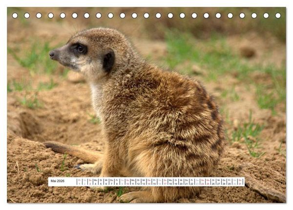 Produktbild: Erdm&auml;nnchen - Die Kobolde im Tierreich (Tischkalender 2026 DIN A5 quer), CALVENDO Monatskalender