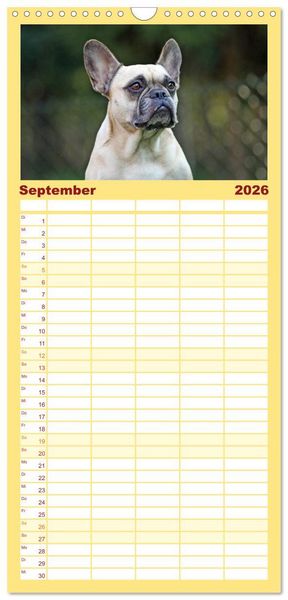 Produktbild: Familienplaner 2026 - Franz&ouml;sische Bulldoggen - Schutzengel auf 4 Pfoten mit 5 Spalten (Wandkalender, 21 x 45 cm) CALVENDO