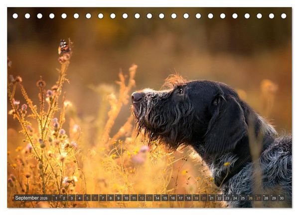 Produktbild: bunte Tierfotografie an Land und im Wasser (Tischkalender 2026 DIN A5 quer), CALVENDO Monatskalender