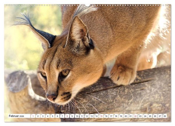 Produktbild: Namibia & Botswana (hochwertiger Premium Wandkalender 2026 DIN A2 quer), Kunstdruck in Hochglanz