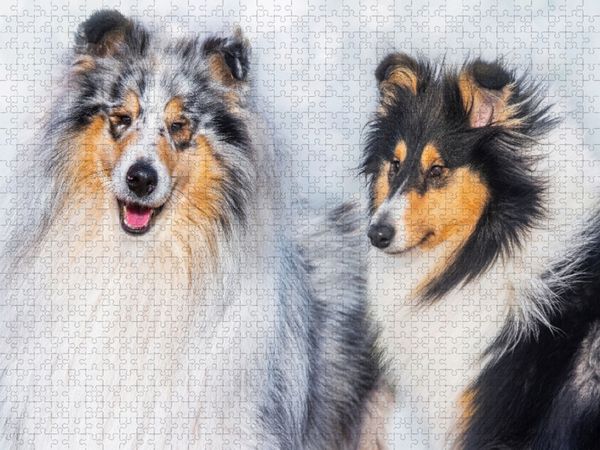 Produktbild: CALVENDO Puzzle Collies - R&uuml;de und H&uuml;ndin | 2000 Teile Lege-Gr&ouml;&szlig;e 90x67cm Foto-Puzzle f&uuml;r gl&uuml;ckliche Stunden