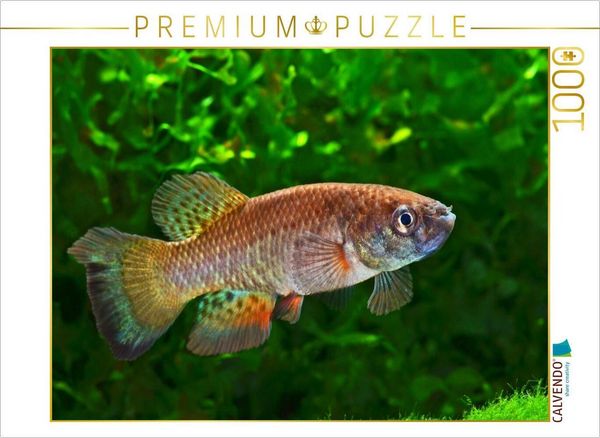 CALVENDO Puzzle Austrofundulus leohoignei, VENEZUELA | 1000 Teile Lege-Größe 64x48cm Foto-Puzzle für glückliche Stunden