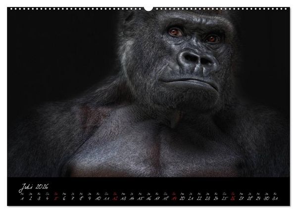 Produktbild: Gorilla (Wandkalender 2026 DIN A2 quer), CALVENDO Monatskalender