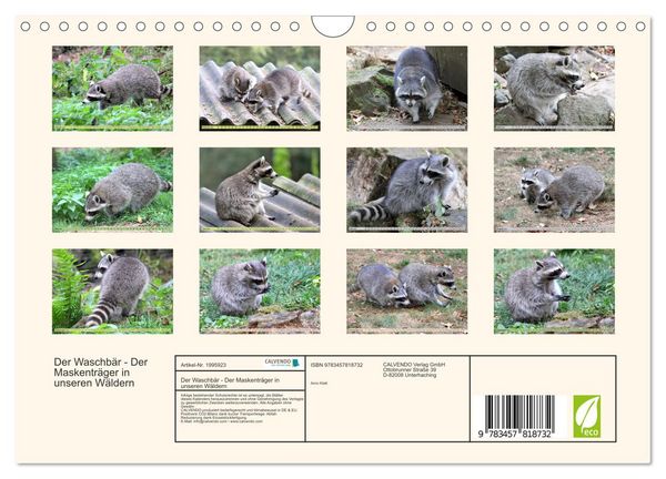 Produktbild: Der Waschb&auml;r - Der Maskentr&auml;ger in unseren W&auml;ldern (Wandkalender 2026 DIN A4 quer), CALVENDO Monatskalender