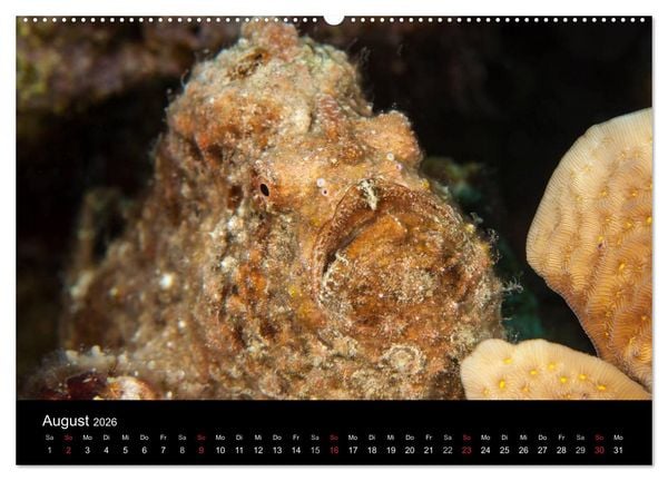 Produktbild: Abgetaucht - an den K&uuml;sten vor Cura&ccedil;ao (hochwertiger Premium Wandkalender 2026 DIN A2 quer), Kunstdruck in Hochglanz