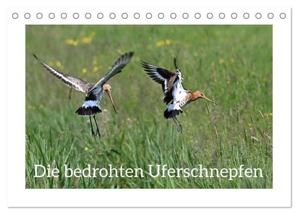 Produktbild: Die bedrohten Uferschnepfen (Tischkalender 2026 DIN A5 quer), CALVENDO Monatskalender