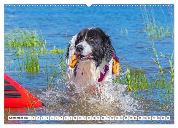 Produktbild: Landseer - Ein starker Freund auf 4 Pfoten (Wandkalender 2026 DIN A2 quer), CALVENDO Monatskalender