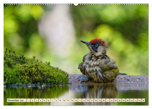 Produktbild: Unsere Vogelvielfalt: Ein Schatz zum Entdecken und Sch&uuml;tzen (Wandkalender 2026 DIN A2 quer), CALVENDO Monatskalender