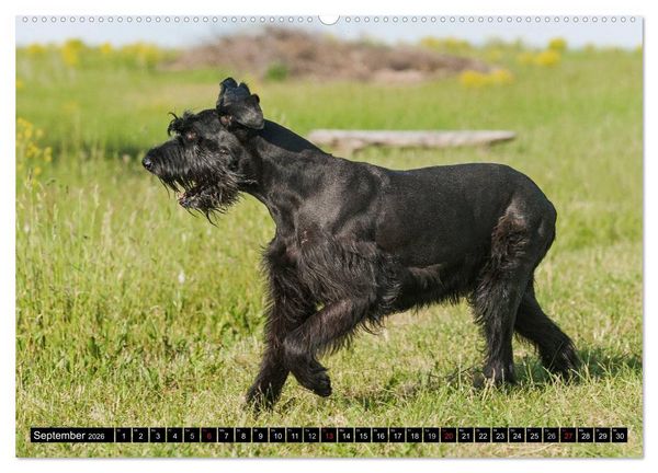 Produktbild: Treuer Freund Riesenschnauzer (Wandkalender 2026 DIN A2 quer), CALVENDO Monatskalender