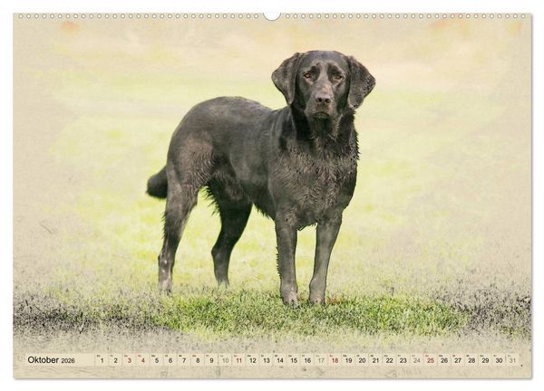 Produktbild: Labrador Retriever 2026 (Wandkalender 2026 DIN A2 quer), CALVENDO Monatskalender
