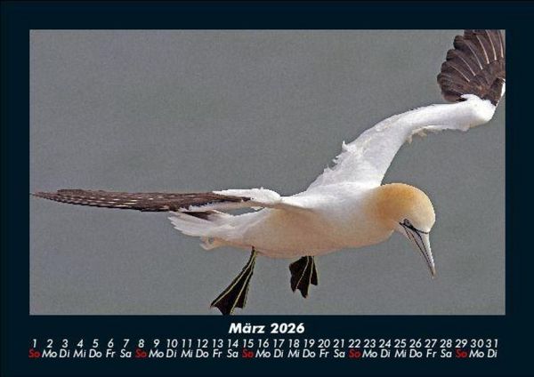Produktbild: Welt der V&ouml;gel 2026 Fotokalender DIN A5