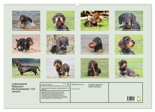 Produktbild: Liebenswerte Rabauken Rauhaardackel / CH-Version (Wandkalender 2026 DIN A2 quer), CALVENDO Monatskalender