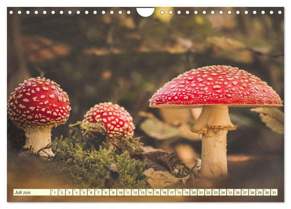 Produktbild: Die Welt der Fliegenpilze (Wandkalender 2026 DIN A4 quer), CALVENDO Monatskalender