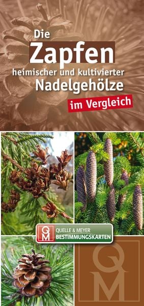 Produktbild: Die Zapfen heimischer und kultivierter Nadelgeh&ouml;lze im Vergleich