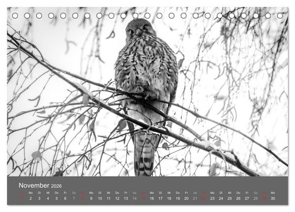 Produktbild: Tierische Augenblicke in Schwarz-Wei&szlig; (Tischkalender 2026 DIN A5 quer), CALVENDO Monatskalender