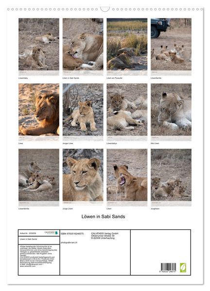 Produktbild: L&ouml;wen in Sabi Sands (Wandkalender 2026 DIN A2 hoch), CALVENDO Monatskalender