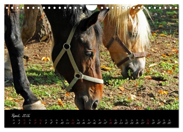 Produktbild: Pferdegefl&uuml;ster (Wandkalender 2026 DIN A4 quer), CALVENDO Monatskalender