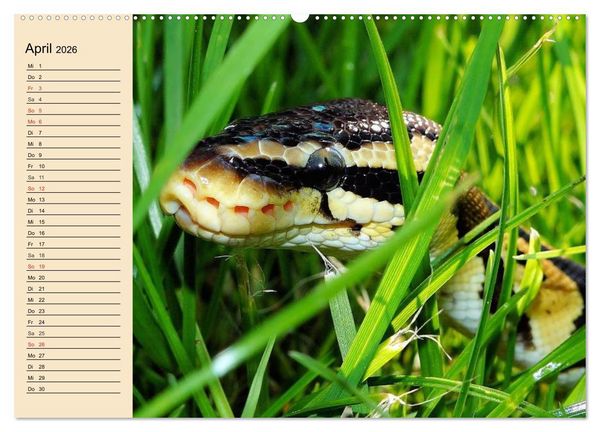 Produktbild: Reptilien. Schlangen, Echsen und Co. (Wandkalender 2026 DIN A2 quer), CALVENDO Monatskalender
