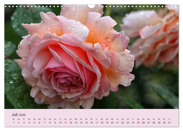 Produktbild: Rosen Reigen im Garten (Wandkalender 2026 DIN A3 quer), CALVENDO Monatskalender