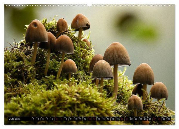 Produktbild: Pilzmania (Wandkalender 2026 DIN A2 quer), CALVENDO Monatskalender