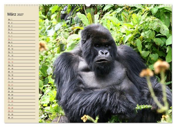 Produktbild: Berggorillas - die sanften Riesen (Wandkalender 2027 DIN A2 quer), CALVENDO Monatskalender