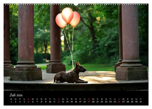 Produktbild: Bullterrier? Was sonst! (hochwertiger Premium Wandkalender 2026 DIN A2 quer), Kunstdruck in Hochglanz