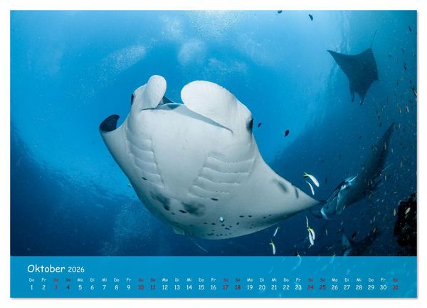Produktbild: Faszinierende Meereswelt der Malediven (Wandkalender 2026 DIN A4 quer), CALVENDO Monatskalender